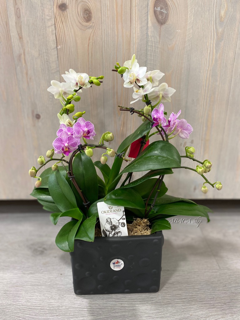 Abonnement composition d'orchidées – ABACA Shop