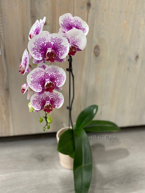 Abonnement Compo Orchidées