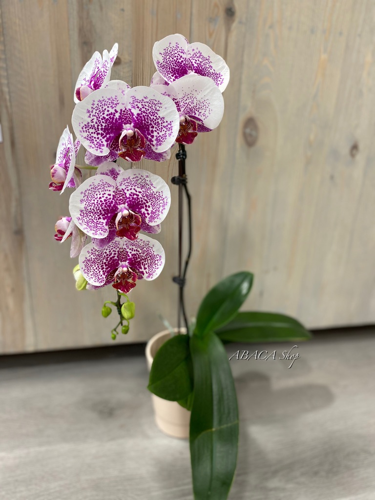 Orchidée Phalaenopsis (avec cache-pot) – ABACA Shop